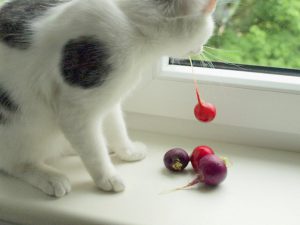Cat eat radish