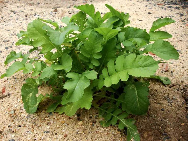 daikon radish leaves (edible)