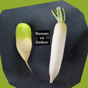 Difference between korean radish and daikon