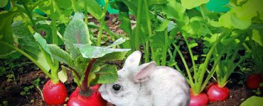 do wild animals eat radishes
