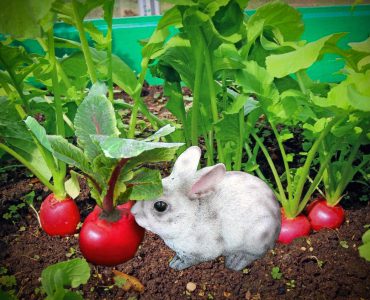 do wild animals eat radishes