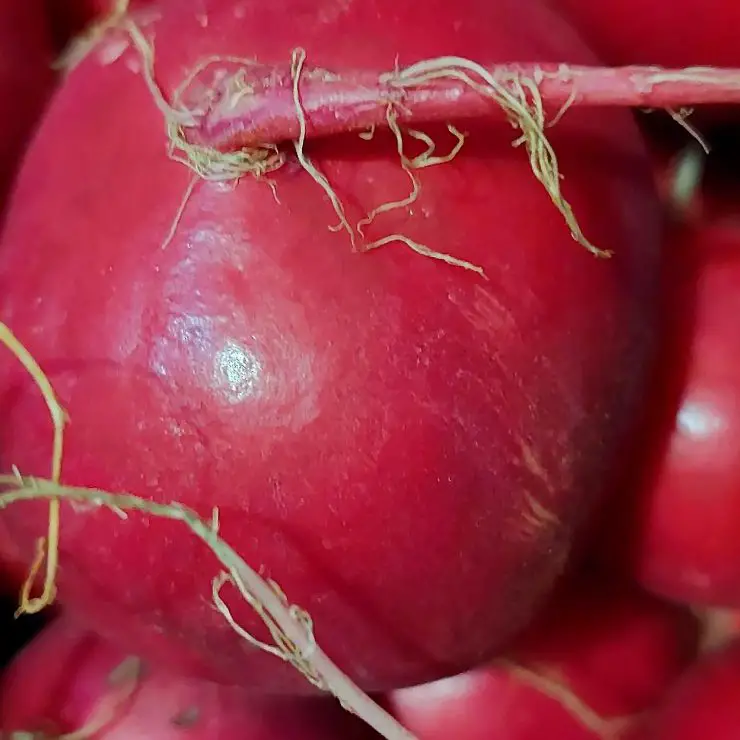 red radish root macro