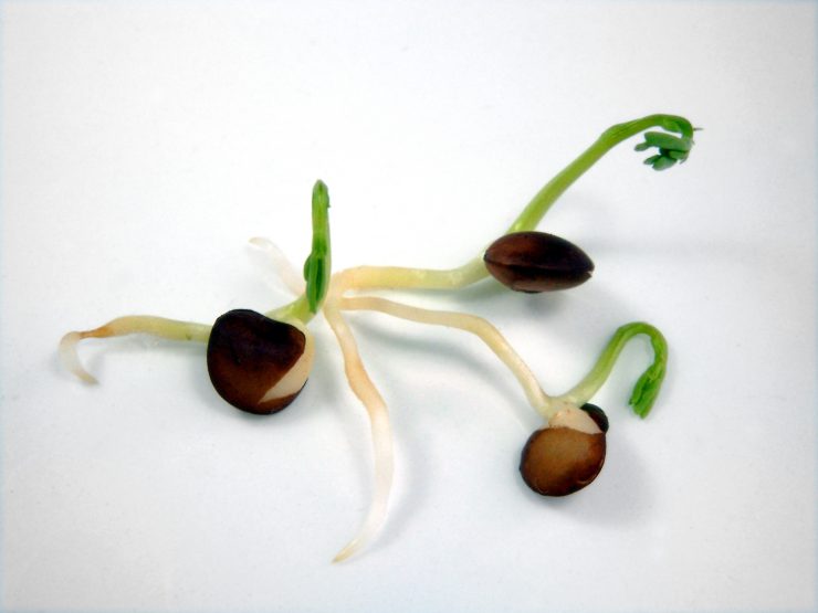 seeds of black radish