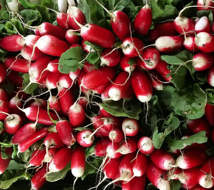 a bunch of french breakfast radishes