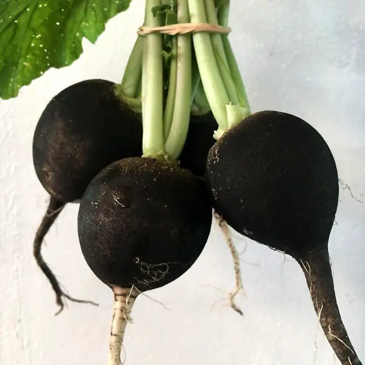 Black radish roots