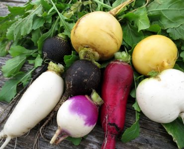 Different types of radish