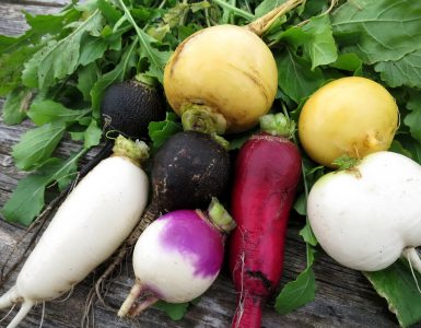 Different types of radish