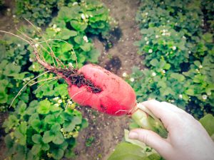 Overgrown radish
