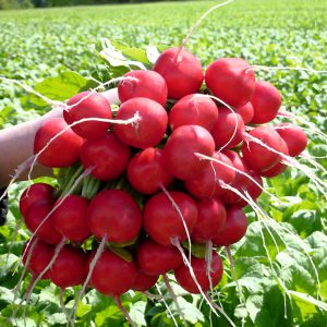 Preparing radishes to store at home