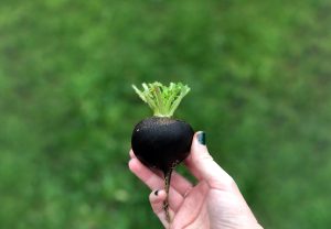 Round black radish