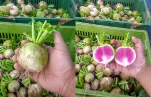 Watermelon radish color outside and inside