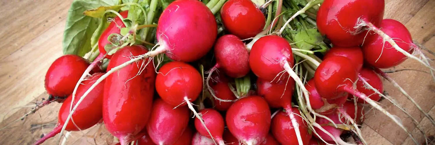 what to do with excess radishes
