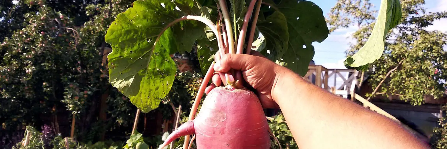 What to do with overgrown radishes