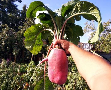 What to do with overgrown radishes