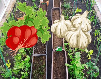 Can radish and garlic be planted together