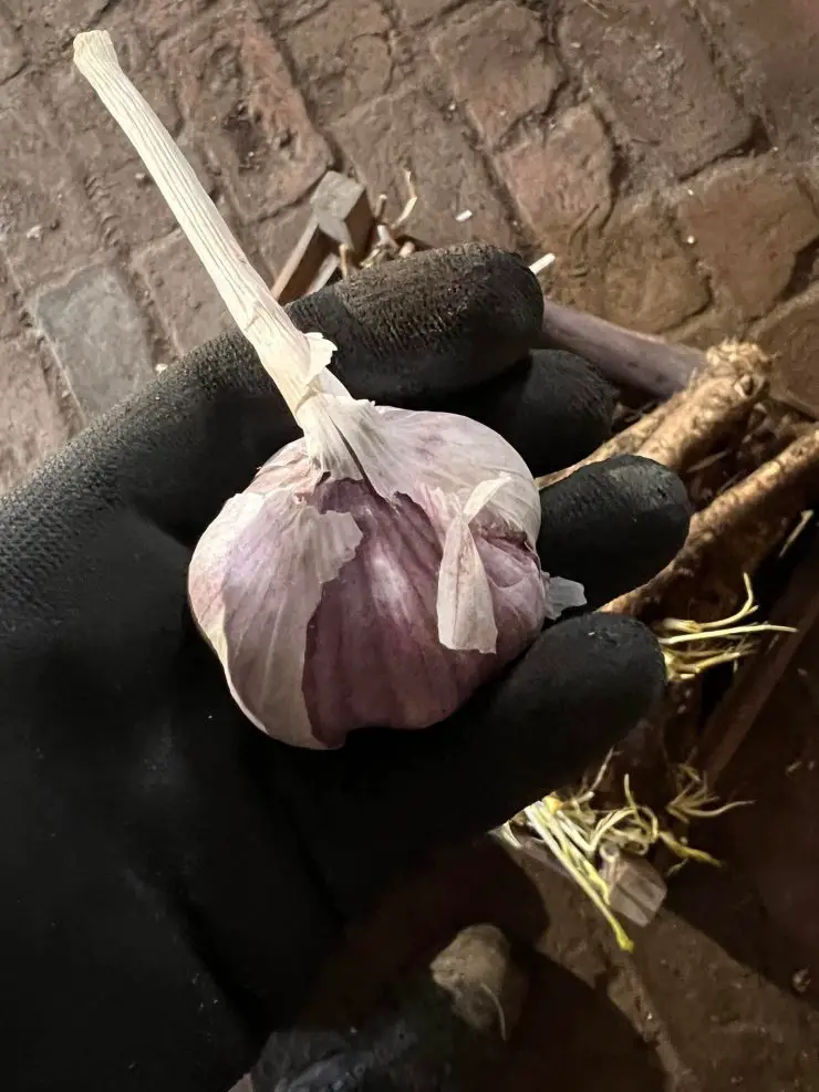 garlic that grows with radish
