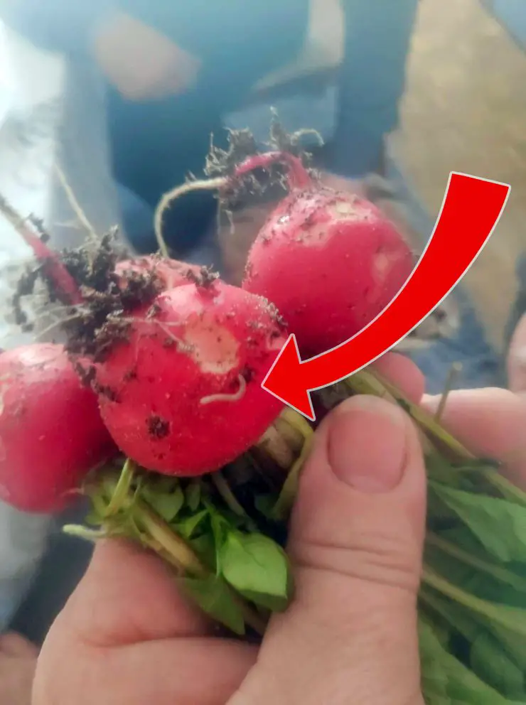 radish with root maggot crawling